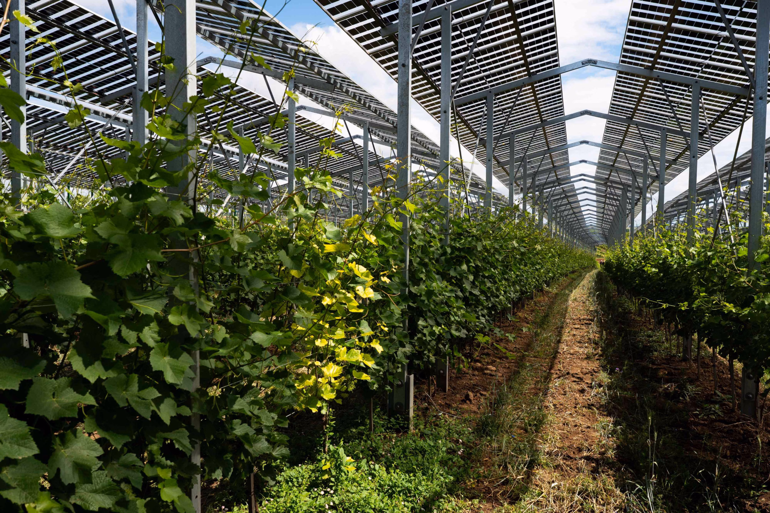 Erffnung sterreichs erster Agri-Photovoltaik-Anlage u?ber Weinreben in Gaiselberg